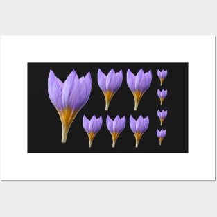 Crocus rujanensis Posters and Art